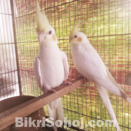 লুটিনো ককাটেল (ফিমেল)